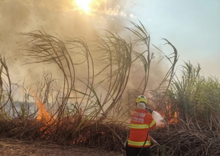 Incêndio consome 146 hectares de canavial em Nova Andradina