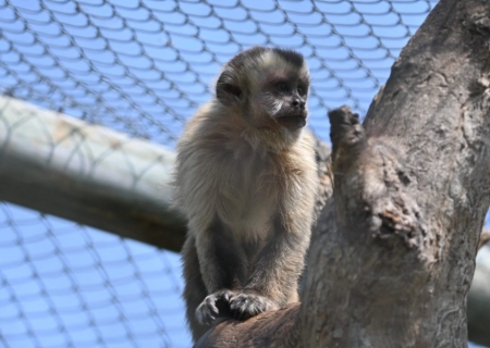 Soltura de macacos-prego em Aquidauana reforça ações de preservação da fauna pantaneira