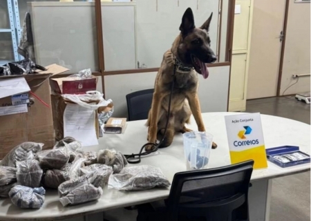 Em Campo Grande, cão farejador ajuda a apreender quase 5 kg de drogas enviadas pelos Correios