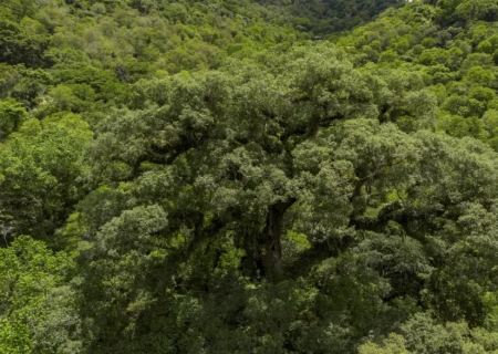 Mata Atlântica perde 2,4 milhões de hectares de floresta em quatro décadas