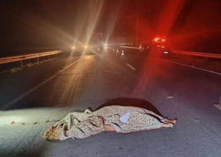 Mulher morre atropelada na BR-267 em Bataguassu e motorista foge do local