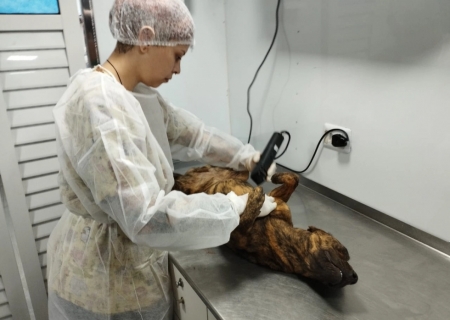 Caravana de Castração beneficia quase 200 animais em Taquarussu