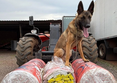 Ação integrada apreende 242 kg de maconha em transportadora de Campo Grande