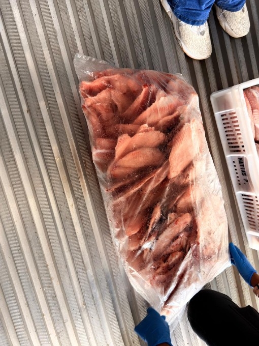 Polícia apreende 5 toneladas de pescado irregular durante operação em Campo Grande