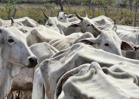 Maus-tratos a gado em Nioaque: MPMS fiscaliza cumprimento de TAC