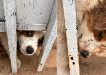 Polícia Civil prende mulher por maus-tratos e poluição ambiental após resgate de sete cães na Capital