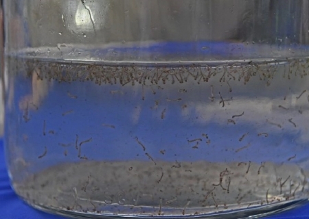 MS registra 8.319 casos confirmados de dengue