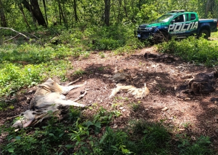 Fazendeiro de Cassilândia é multado em quase R$ 500 mil por maus-tratos e subnutrição de gado