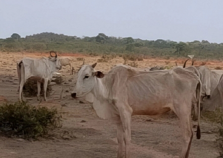 Ministério Público investiga maus-tratos a mais de 8 mil bovinos em Paraíso das Águas