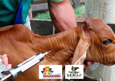 Confira a agenda da campanha de vacinação contra brucelose em Taquarussu