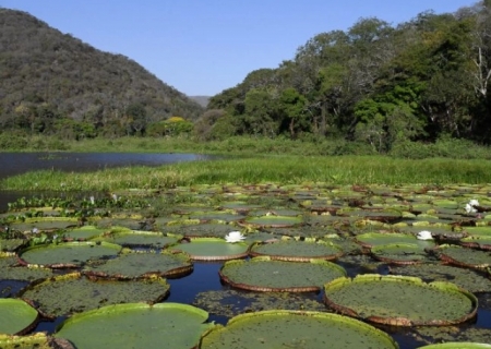 MS apresenta ‘revolução silenciosa’ da sustentabilidade ao mundo durante a COP30