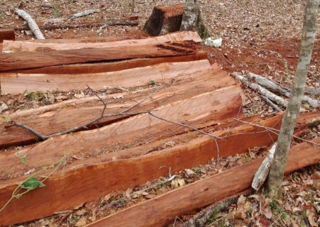 No Amazonas, 62% da exploração madeireira é feita ilegalmente