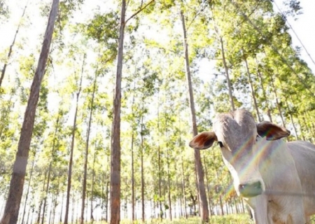 MS vira referência nacional na recuperação de pastagens degradadas e fortalece agropecuária sustentável