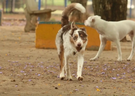 Brasil tem cerca de 30 milhões de animais domésticos abandonados