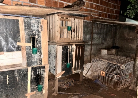 Polícia Civil desarticula rinha de galos e prende suspeito em Chapadão do Sul