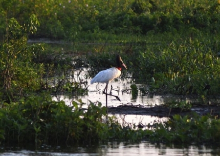PSA Pantanal avança e garante pagamento pela preservação de 126 mil hectares no MS