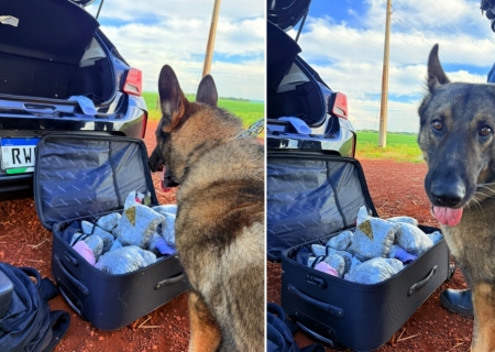 Mulher é presa por tráfico após cães farejadores da PM localizarem mala cheia de drogas em Maracaju
