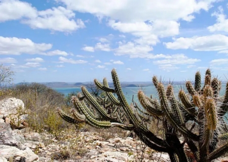 Caatinga lidera ações do novo plano nacional de combate à desertificação