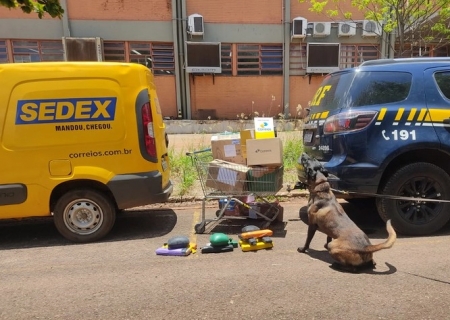 Cães da PRF encontram drogas escondidas em encomendas durante ação conjunta com os Correios na Capital