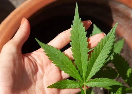Anvisa discute regras para produção de cannabis medicinal no Brasil nesta quarta-feira