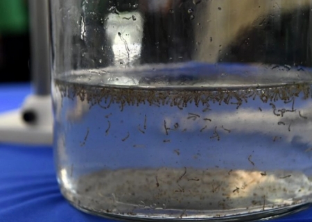 MS registra 400 casos prováveis de dengue em 2026 e reforça vacinação preventiva