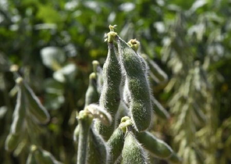 Iagro alerta: prazo para cadastro da soja 2025/2026 termina em três dias em MS