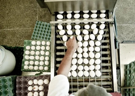 Preço do ovo dispara em janeiro e tem alta de quase 60%, indica Cepea