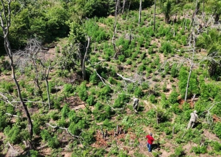 Senad destrói quatro hectares de maconha no Paraguai próximo à fronteira com o Brasil