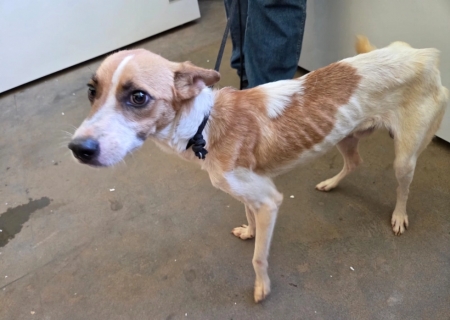 Homem é preso em flagrante por maus-tratos a cães em Anastácio