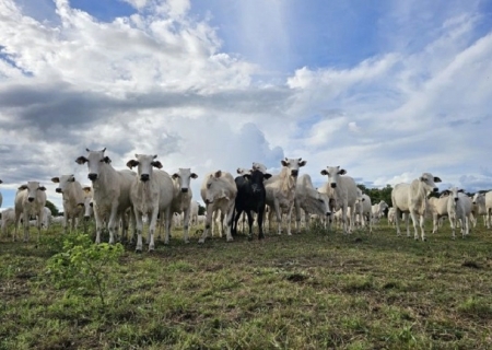 Mato Grosso do Sul reduz em mais de 50% áreas de pastagens degradadas em 14 anos