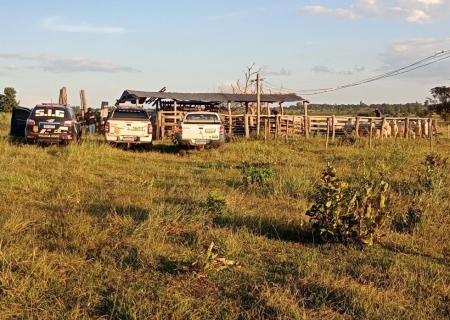 Preso por receptação de gado é multado em R$ 5 mil por desmatamento no Assentamento Teijin