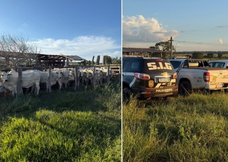 Justiça mantém presos pai e filho suspeitos de receptação de gado avaliado em R$ 309 mil em Nova Andradina