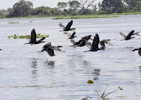 Pantanal de MS é rota de aves migratórias e sediará conferência internacional da ONU