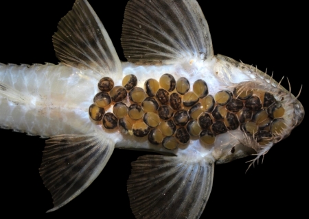 Bioparque Pantanal alcança marca histórica com reprodução de 100 espécies sob cuidados humanos