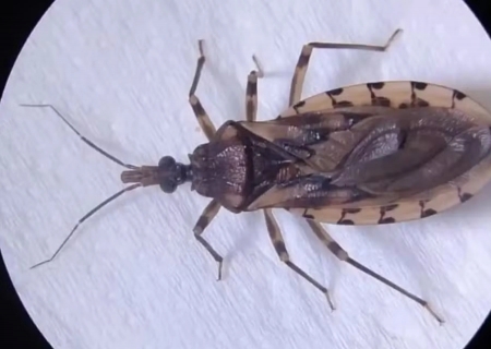 Barbeiros são encontrados em 21 cidades; estado não registra casos de Chagas