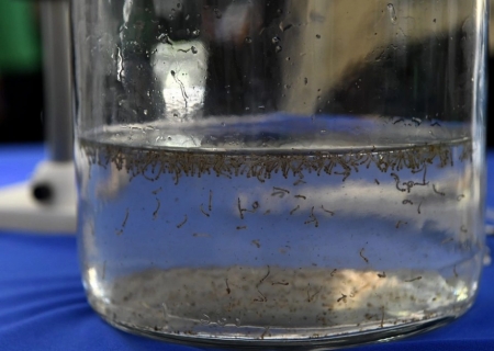 Chikungunya tem dois casos confirmados em Nova Andradina, aponta boletim epidemiológico