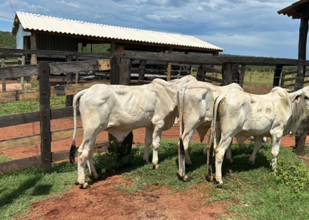Polícia Civil recupera mais gado furtado e total já supera 100 cabeças em Nova Andradina