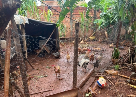 Homem é preso por manter animais em condições irregulares em área urbana de Campo Grande