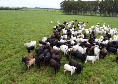 Agro de MS lidera crescimento nacional do PIB em 2025