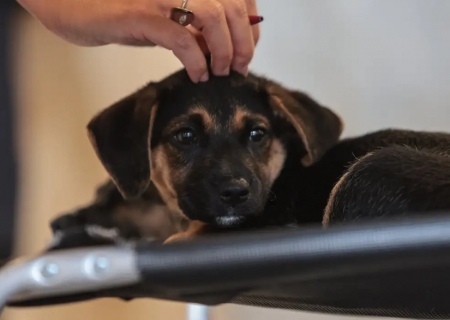 Lei define guarda compartilhada de pets