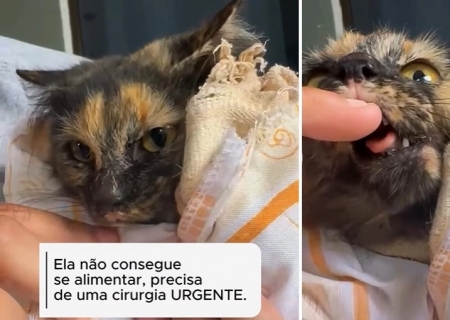 ONG mobiliza campanha para custear cirurgia de gatinha ferida em Nova Andradina