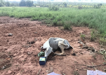 PMA autua responsável após flagrar bovino em estado grave de maus-tratos em Coxim