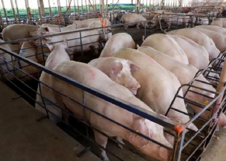 Suinocultura de MS cresce quase 50% em três anos e ganha destaque no agro