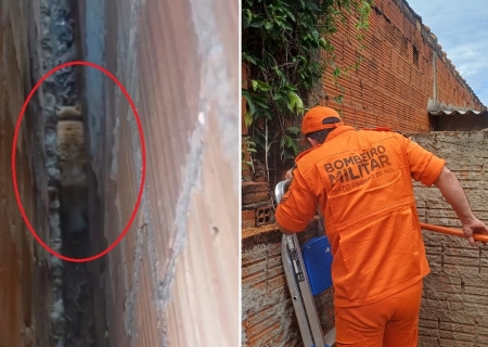 Bombeiros resgatam gato preso entre paredes em Nova Andradina