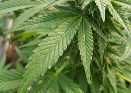 Usar maconha na adolescência predispõe a transtornos mentais, diz estudo