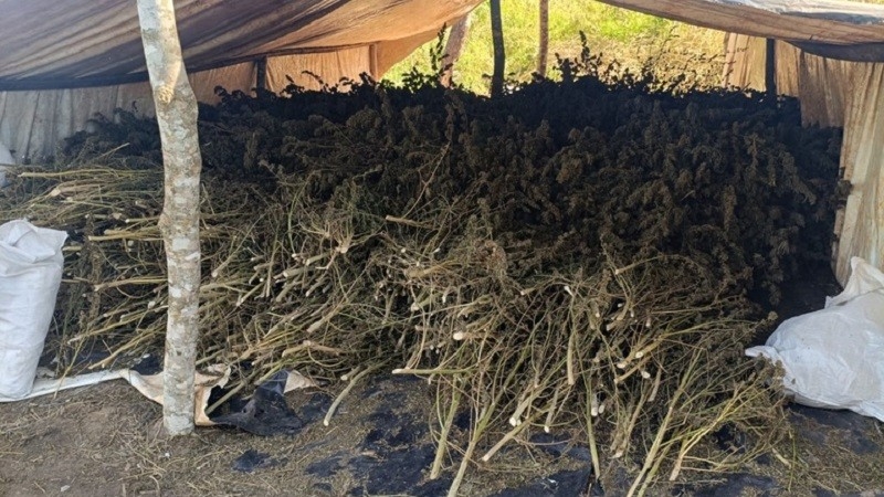 PF e Senad destroem 809 toneladas de cannabis na fronteira de MS