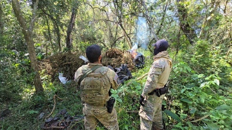 PF e Senad destroem 809 toneladas de cannabis na fronteira de MS