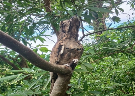 Big Day: Batayporã destaca convite para observação de aves no sábado (9)