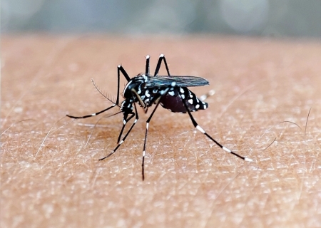 Nova Andradina confirma sete casos de chikungunya no último boletim