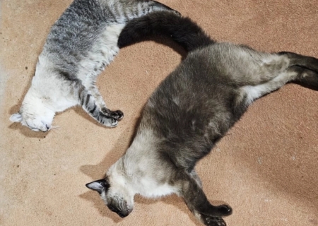 Dois gatos são encontrados mortos com sinais de envenenamento em Nova Andradina